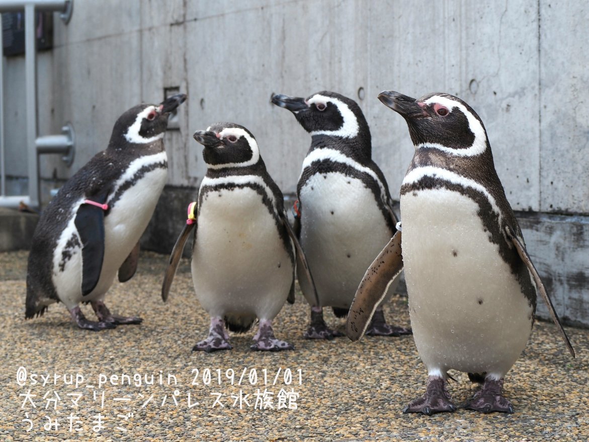 しろっぷ ฎ おペン路さん Pa Twitter 大分マリーンパレス水族館 うみたまご マゼランペンギン 由美さん 花沢さん サブローくん サザエさん みんな元気にお散歩に出掛けていきましたよ