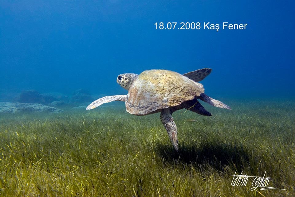 tahsin_ceylan's tweet photo. NELERİ KAYBETTİK...
Burası Kaş Fener Dalış Noktası.2005 -2018.Oksijen kaynağımız deniz çayırlarının üzerine atılan her çapa,yaşamımızdan kopartılan bir parça.Akdeniz'in en büyük deniz çiçekli bitkisi Posidonia oceanica ve Cymodocea nodosa'nın en yaygın bulunduğu alandı.Tükettik.. https://t.co/JUryJGcGDM