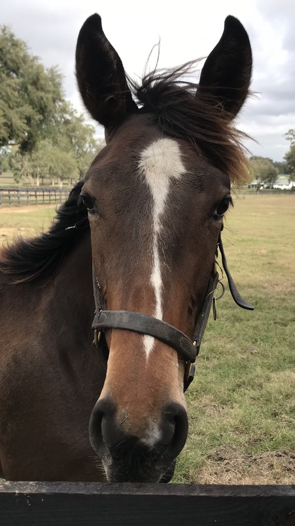 What are you looking at #BellamyRoad #yearling