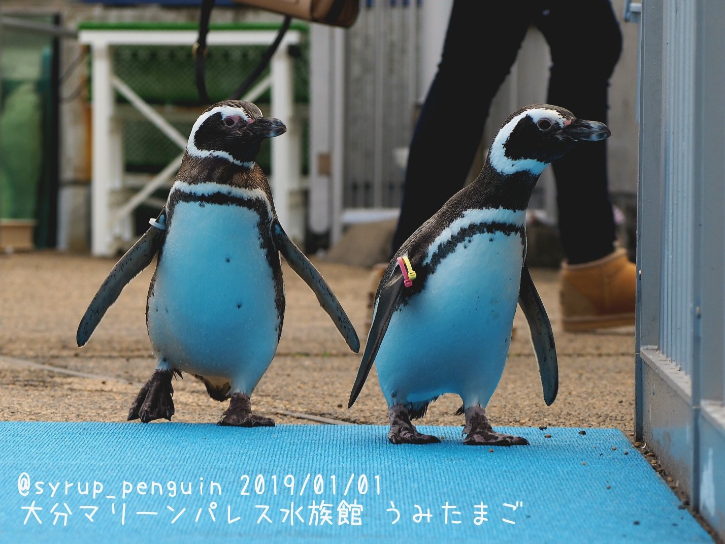 しろっぷ ฎ おペン路さん 大分マリーンパレス水族館 うみたまご マゼランペンギン お散歩に出発するうみたまマゼランズ 13時のうみたまパフォーマンスの後のふれあいタイムに登場してお客さん達を沸かせていましたよ ペンギンに触れる事は出来ません