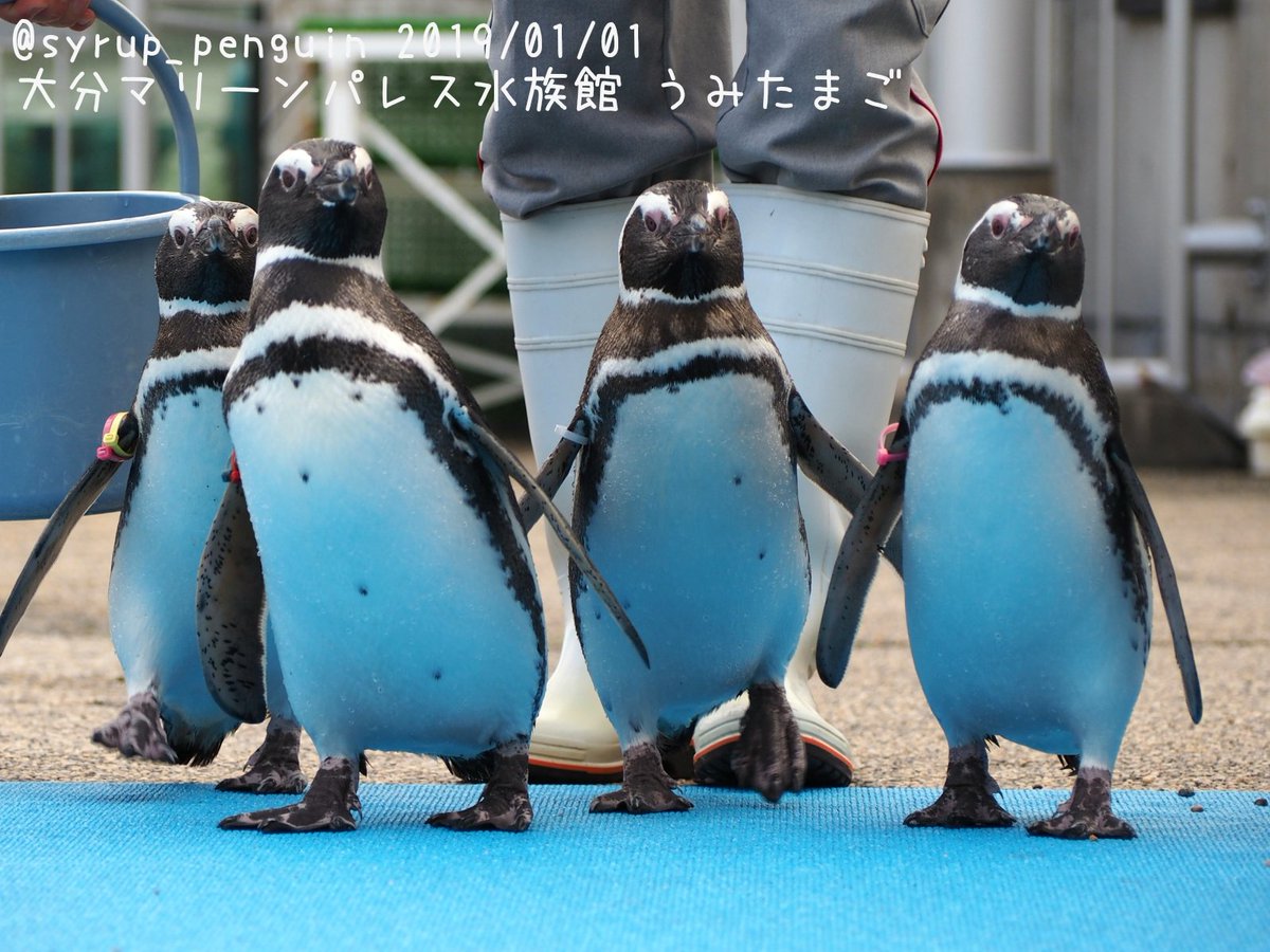 しろっぷ ฎ おペン路さん 大分マリーンパレス水族館 うみたまご マゼランペンギン お散歩に出発するうみたまマゼランズ 13時のうみたまパフォーマンスの後のふれあいタイムに登場してお客さん達を沸かせていましたよ ペンギンに触れる事は出来ません