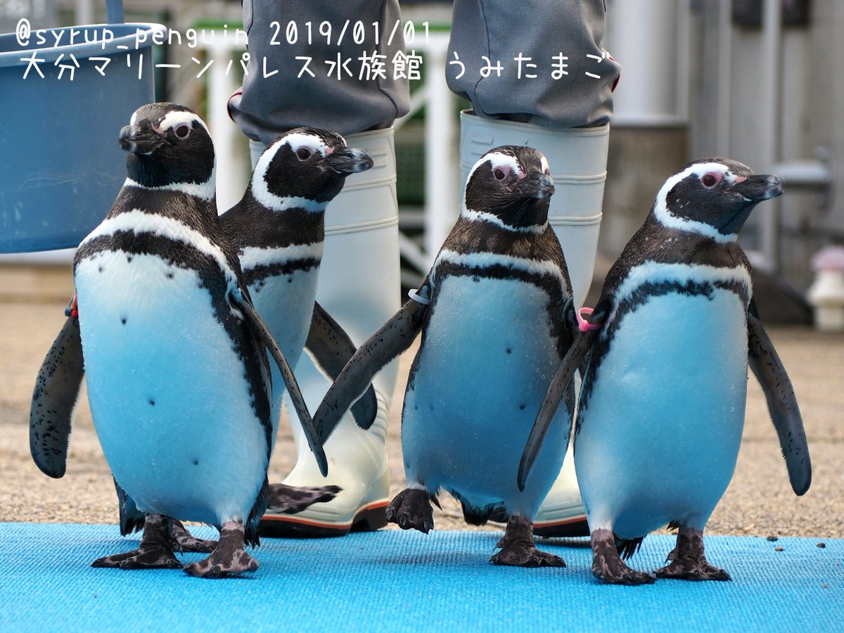 しろっぷ ฎ おペン路さん 大分マリーンパレス水族館 うみたまご マゼランペンギン お散歩に出発するうみたまマゼランズ 13時のうみたまパフォーマンスの後のふれあいタイムに登場してお客さん達を沸かせていましたよ ペンギンに触れる事は出来ません