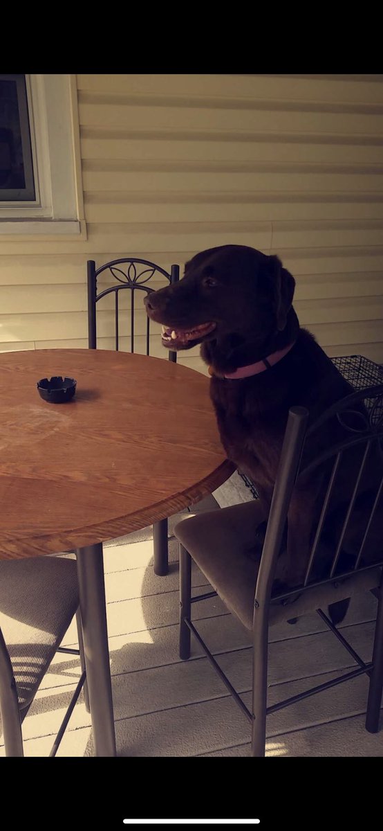 lex_rae14's tweet photo. Hi everyone, if you could please share this. My dog, Abbey, got out this morning. She’s a chocolate lab and she responds to her name. We live on the Bower Hill/Vanadium intersection is Scott Twp., Pittsburgh. If anyone has seen her or knows someone who lives near by, pls call. https://t.co/3Yphc6QFtK