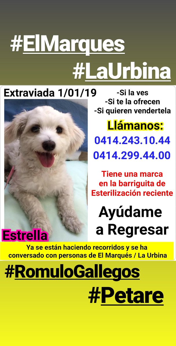 asoc_vpla's tweet photo. URGENTE!!! ¿La has visto? #Extraviada en el Marqués cerca del colegio Maria Santísima, TOMA TRATAMIENTO DELICADO!!! tiene marca de esterilización reciente en la barriga, llámanos al 0414.243.10.44 / 0414.299.44.00 #Caracas #ElMarques #perdida https://t.co/nOVpzjUGNS