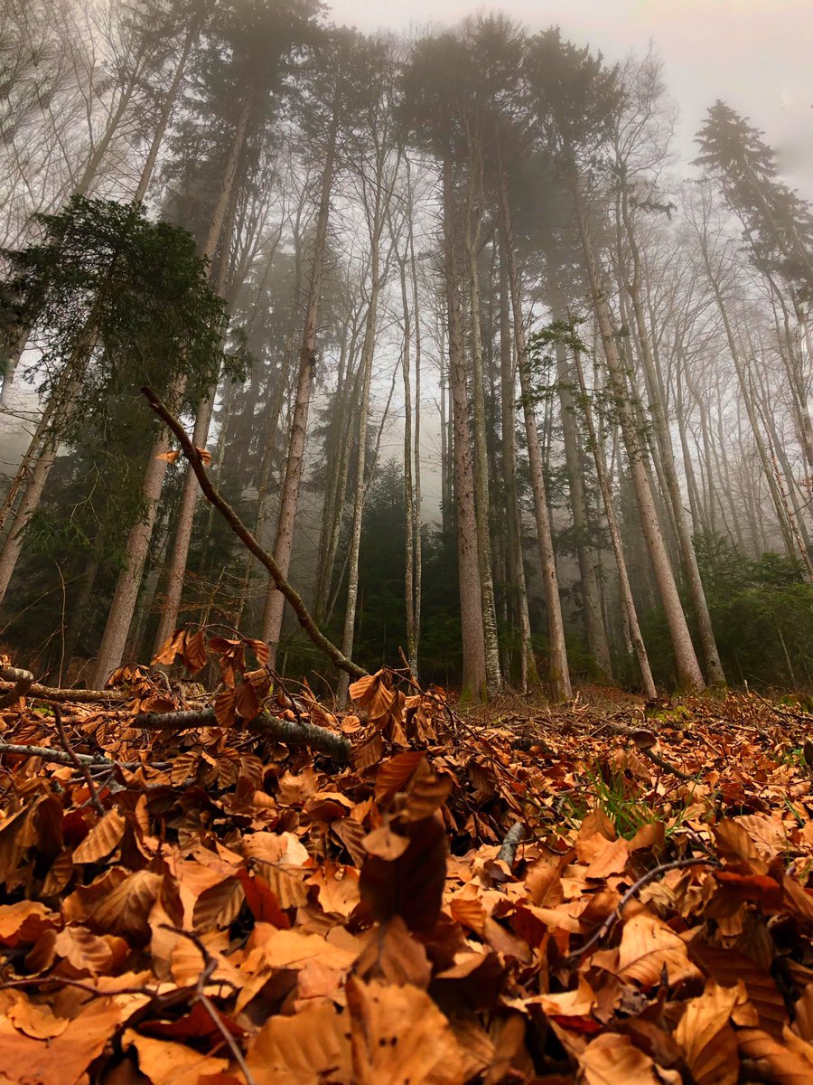 Akashinai's tweet photo. Petite sortie en forêt avec les #kids #softwinter https://t.co/5JEQpxLAnZ