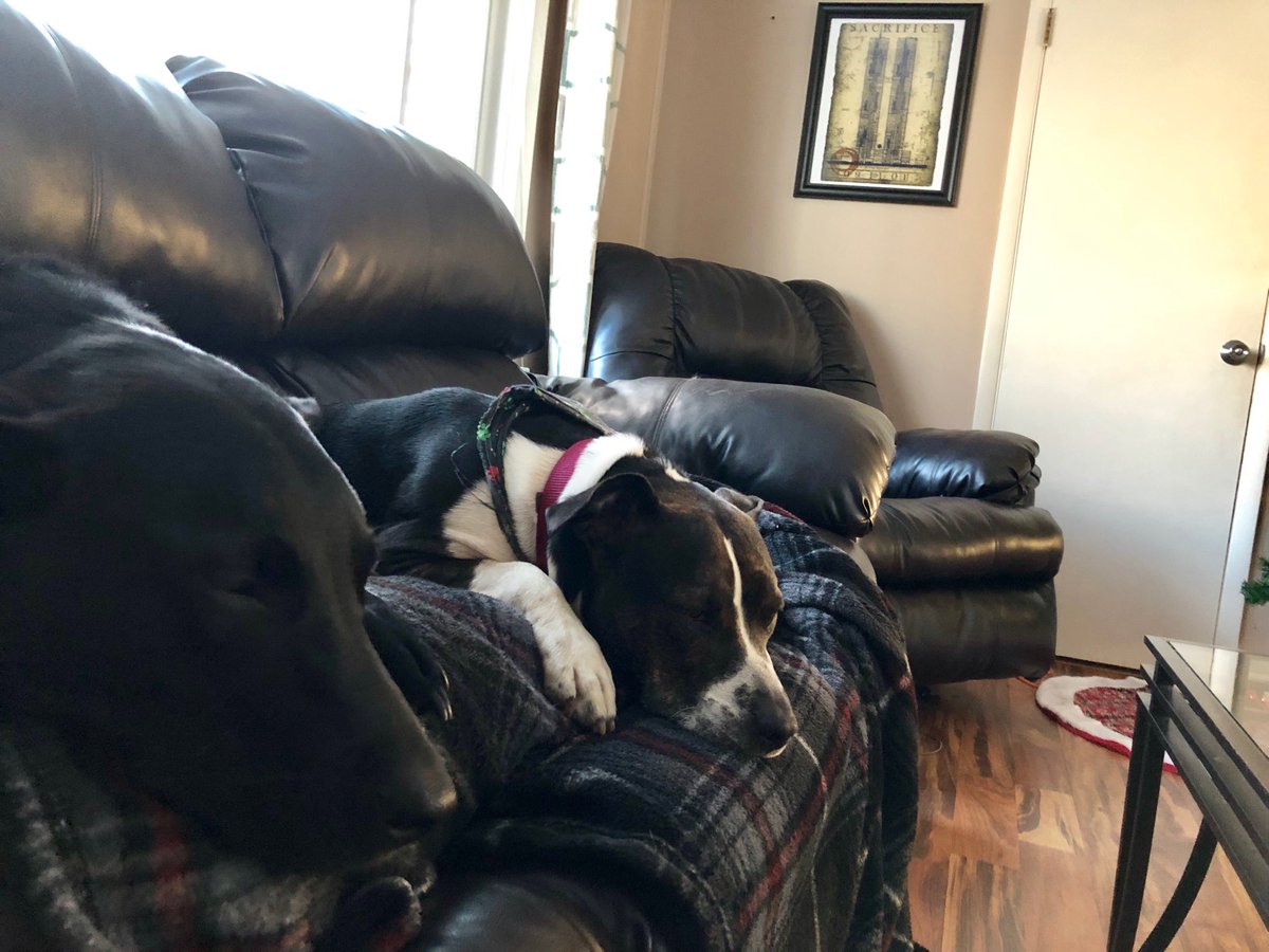 AllisonDWrites's tweet photo. New Year’s resolution: take more naps. Happy New Year from these two bums. I’ll be at the ⁦@toledonews⁩ today if you have anything going on! https://t.co/2GMxeF8UtC