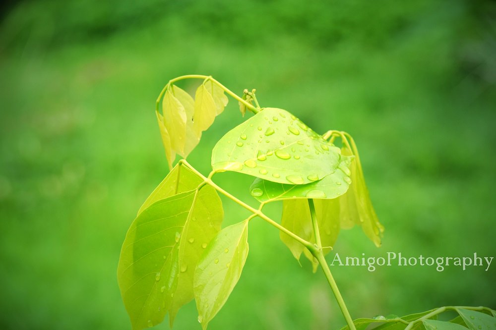 Beauty of Nature(2)  #AmigoPhotography