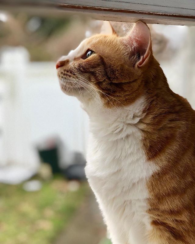 martinezpetz's tweet photo. Looking towards a brand new year. #gingercatsrule #happynewyear https://t.co/OSdwQkYi4h https://t.co/4vDV2x3pMo