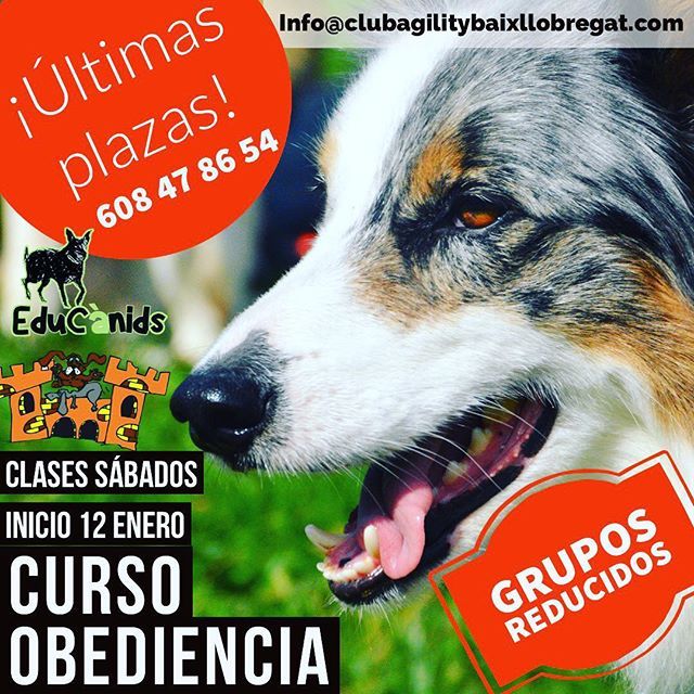 agilitybaix's tweet photo. ⛔️ ¡Últimas plazas!
......No te quedes sin! 💚Curso de Obediencia Básica los Sábados con @educanidseducacion 💚
.
¡Grupos reducidos!

Ven a divertirte con nosotros y tu peludo 🐶

Para información de plazas y horarios:
📞 608 47 86 54
📩 Info@clubagil… https://t.co/gVoiZKQ1TX https://t.co/y0MWFmcukK