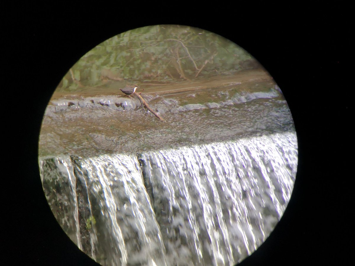Lovely New Year's walk with <a href="/utopiandawn/">Dawn Giles</a> <a href="/meaningofriff/">eamonn fleming</a> and #rubysausagedog watching kingfishers fishing and dippers dipping - Happy New Year! #phonepicsthroughbinoculars #lovebristolnature <a href="/EastvillePark/">Eastville Park</a>