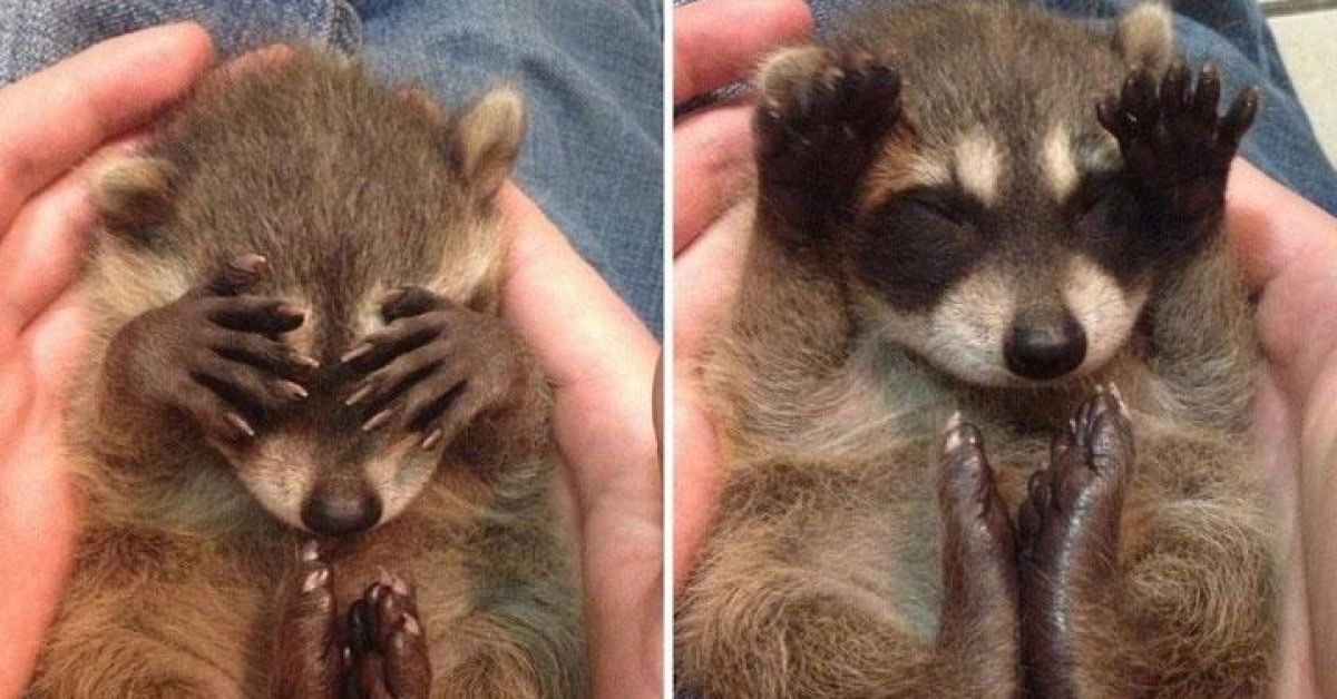 Jacques Beauregard Lorsque Les Bebes Ratons Laveurs Ont Peur Ils Ce Cache Les Yeux Avec Leurs Pattes Jacques Beauregard Lorsque Les Bebes Ratons Laveurs Ont Peur Ils Ce Cache Les Yeux Avec Leurs Pattes