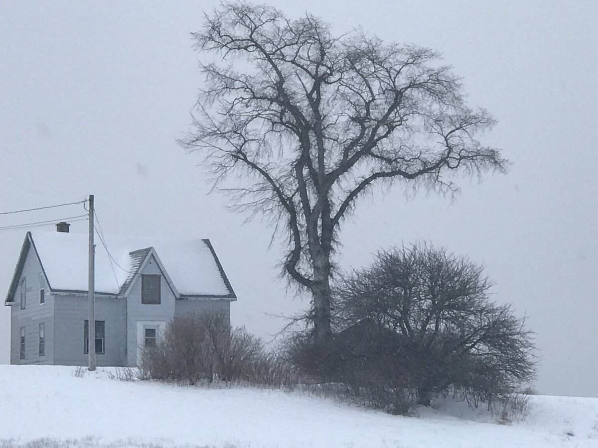 Bernibunny's tweet photo. The hairy tree #icallit https://t.co/tkWgtHniBu