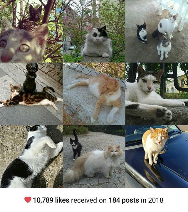 FurlingtonPost's tweet photo. Happy mew year! 😻
#thedailycrumpet #catgram #catsofinstagram #cats #kediler #gatos #gatas #chats #katzen #neko #kot #kittycats  #bestgridforinstagram2018 https://t.co/9rhaWAr5Xy https://t.co/lxoQ6xRAEH