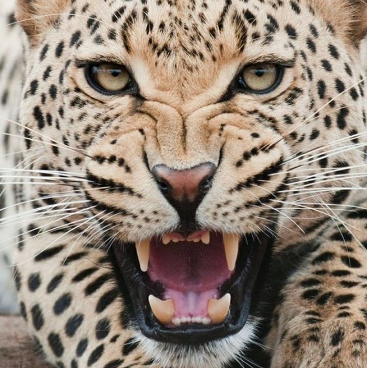 ChouchoMouh's tweet photo. #NouvellePhotoDeProfil https://t.co/bBmkyY1xKt