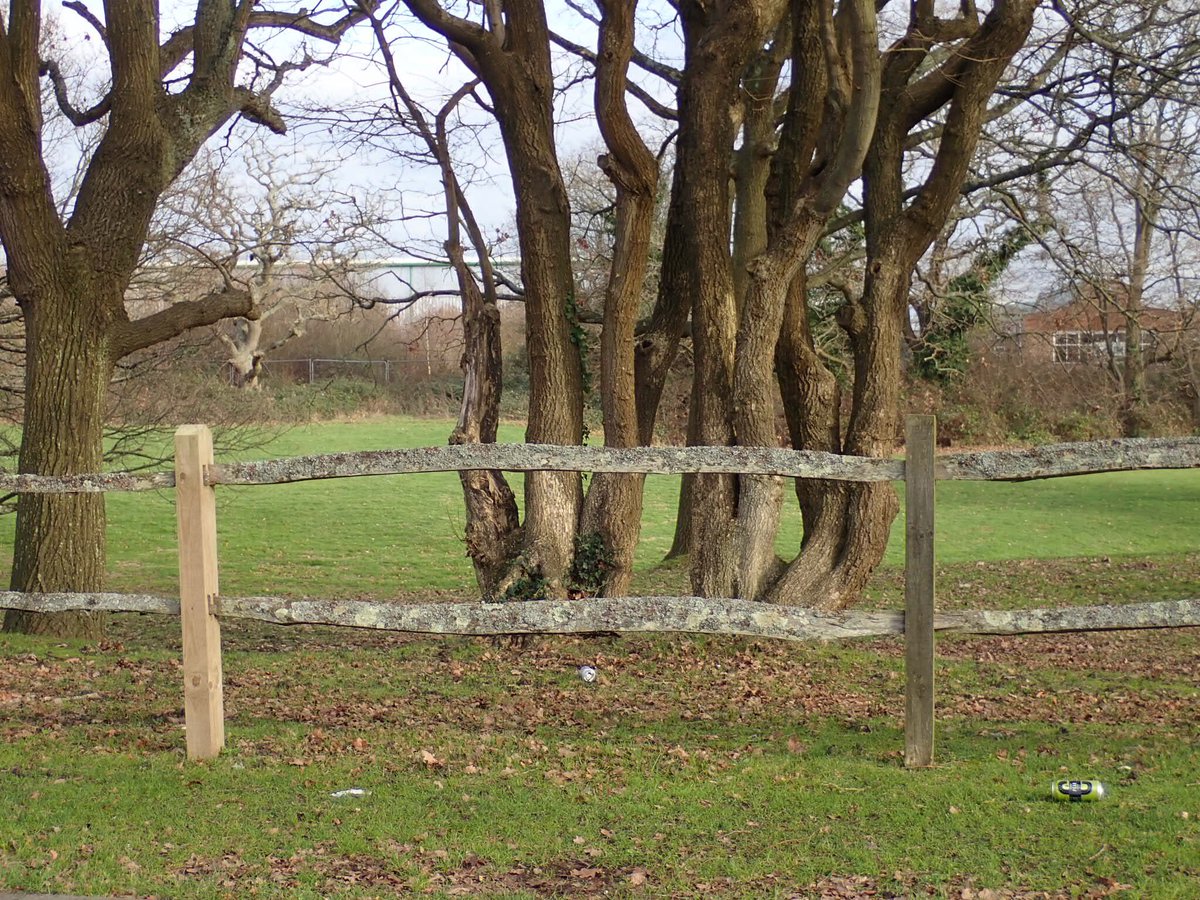 BLSlichens's tweet image. #lichenJanuary kicking things off with a probable chestnut fence festooned with lichens! Nice to see the new post with the older rails. Close up is young Xanthoria parietina surrounded by Physcia adscendens (and a small bit of P. tenella) with Parmelia sulcata too