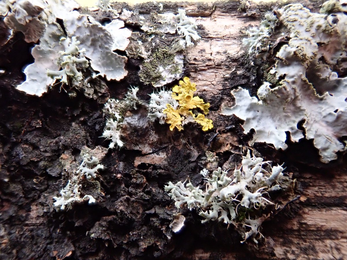BLSlichens's tweet image. #lichenJanuary kicking things off with a probable chestnut fence festooned with lichens! Nice to see the new post with the older rails. Close up is young Xanthoria parietina surrounded by Physcia adscendens (and a small bit of P. tenella) with Parmelia sulcata too