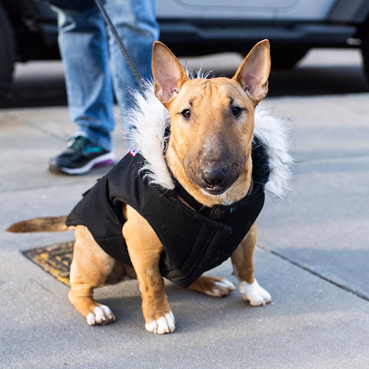 thedogist's tweet photo. Greta, Miniature Bull Terrier (7 m/o), Columbia Heights &amp; Cranberry St., Brooklyn, NY • “She loves everyone. She’s a dog person. I was on a waiting list for two years to get her from a breeder in Sweden.” https://t.co/uQNocgrQ9b