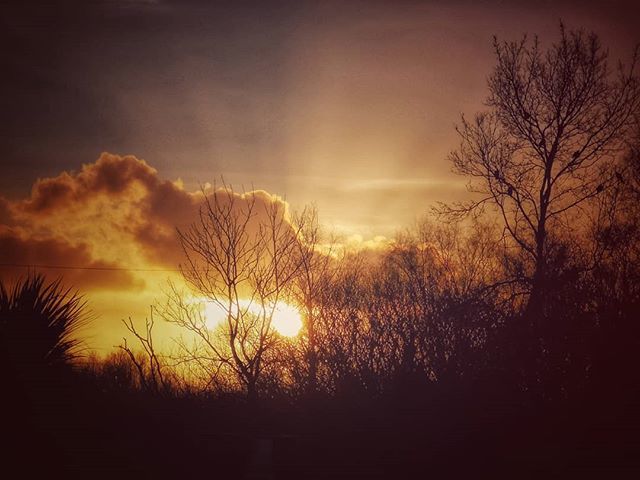 doodlewhale's tweet photo. Norfolk sunsets are special. Often glorious and everlasting, sometimes fleeting like this one that stopped me in my tracks walking our dog this evening.

#norfolk #sunset #trees🌳 #gloaming #clouds #cloudscape #sky #naturelover #nature #birds #silhoue… https://t.co/T6ksEhGP3u https://t.co/CIpjGEqv0T