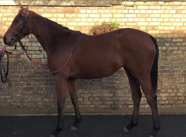 PTRacingLtd's tweet photo. Interested in getting involved in racehorse ownership for 2019?
We have the last shares available in 2 fillies with @GayKelleway! 
Get in touch for more details!
#FunAffordableOwnership https://t.co/fyZ9P2McgM