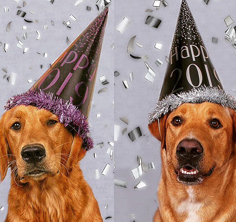 SimbaZira's tweet photo. Happy New Year!!!! Thank you everyone who has liked our tweet shared and followed us. We lots coming in 2019. Please feel free to follow Simba on Instagram at Simbapup1 and Zira at zirapup. https://t.co/gbuNq7jko6