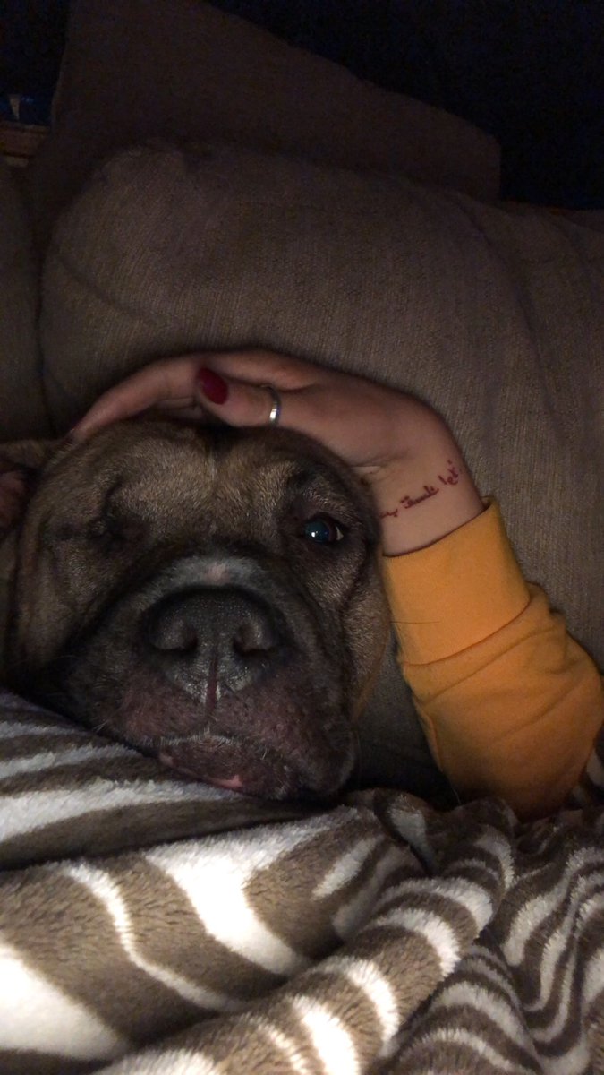 VictoriaaRose17's tweet photo. Our dog Champ went missing last night in Seaside. If anyone has seen him or comes across him, please DM me, @alyycarroll_ or @DelaneykCarroll. Aly and I are in Washington and are trying to do whatever we can to find him. https://t.co/xBVItl08YQ