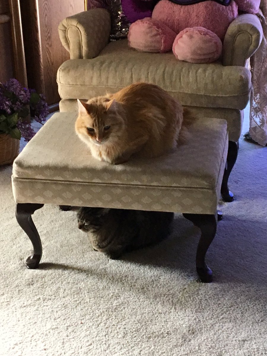 Doesn’t everyone have double decker kitties😂🐾🐾🐾🐾