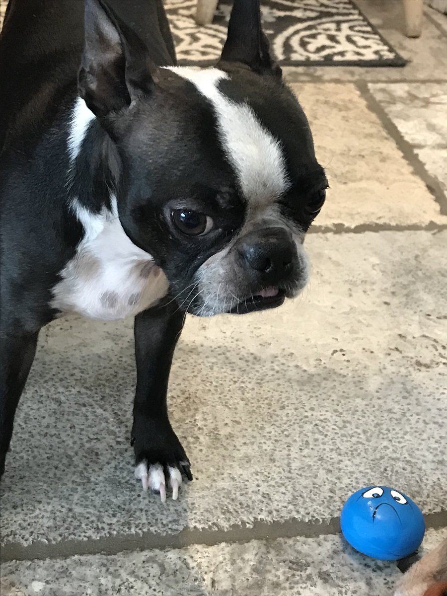 gracewatch1's tweet photo. Happy New Year to our Twitter family! Luv from Erin and Mavis and their hoomom ๐๐๐๐ (Erin still holding her new bone) #bostonterrier #bostonterriers #dogsofinstagram #NewYears2019 #newyeardog #ocddog https://t.co/SkgrUqE8mf