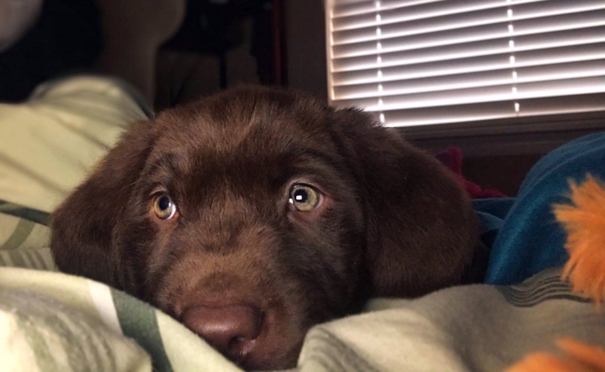 jox2r's tweet image. 30 seconds before this picture was taken, he was trying to tear the face off my unicorn slippers. #TinyTerror