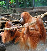 Sumatran orangutans Credit: Toronto Zoo