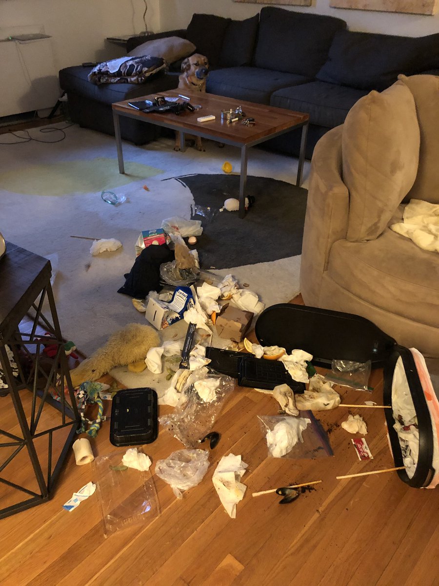 smahoffecker's tweet photo. Mochi had her own “party” while we were out at a Hawaiian luau to ring in #NewYears2019 https://t.co/qJrT55OpRo