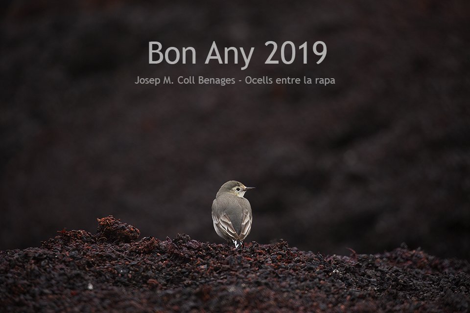 Bon Any 2019. Fotografia del nou projecte ocells entre la rapa.