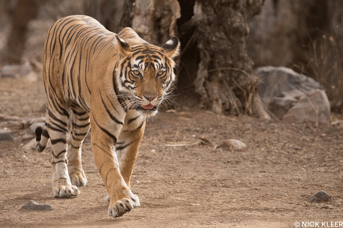 PantheraCats's tweet photo. It's the first #TigerTuesday of 2019! Panthera is dedicated to continuing our #wildcat conservation initiatives, including our ambitious #TigersForever program which you can read more about here: https://t.co/IuceuIrYY3. How will you #ActForCats in 2019? https://t.co/pbLDudo9pp