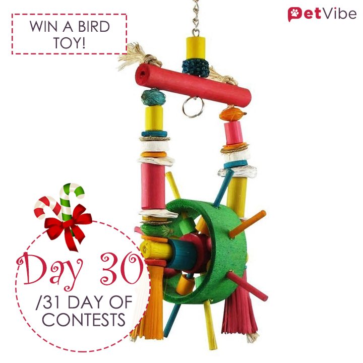 PetVibe's tweet photo. We're almost at the end and ready to announce the winners!! 🎁 🤩🙈

The prize for today is one more time for the feathered friends, a birdie toy 🐦 🐥 To find out how to enter to win, visit us @petvibeapp on Instagram 💕  #BirdsOfTwiier #parrots #petsoftwitter #petlover https://t.co/rYCXfN6ql5