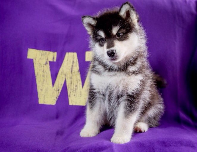 AblePet's tweet photo. New Year's Day traditions like football never get old. Feels like we are  supporting the #huskies in the Rose Bowl....who you got? 
#ablepet #theabledogproject #cbd #rosebowl #rose #pasadena #ohiostate #washington #huskypuppy #newyearsday #pet #dog  #dogs #football #tradition https://t.co/6vnTe2dvxQ
