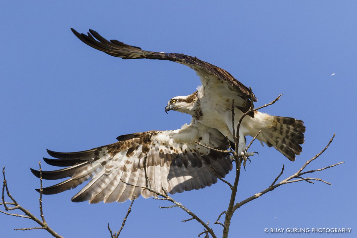 Osprey | Pandion haliaetus
East Rapti River | Chitwan National Park | Nepal

#nepal #chitwannationalpark #sauraha #osprey #pandionhaliaetus #eastraptiriver #birdsofprey #birdwatching #birdphotography #birdsofnepal #bcn #travel #adventure #wildlife #neverstopexploring