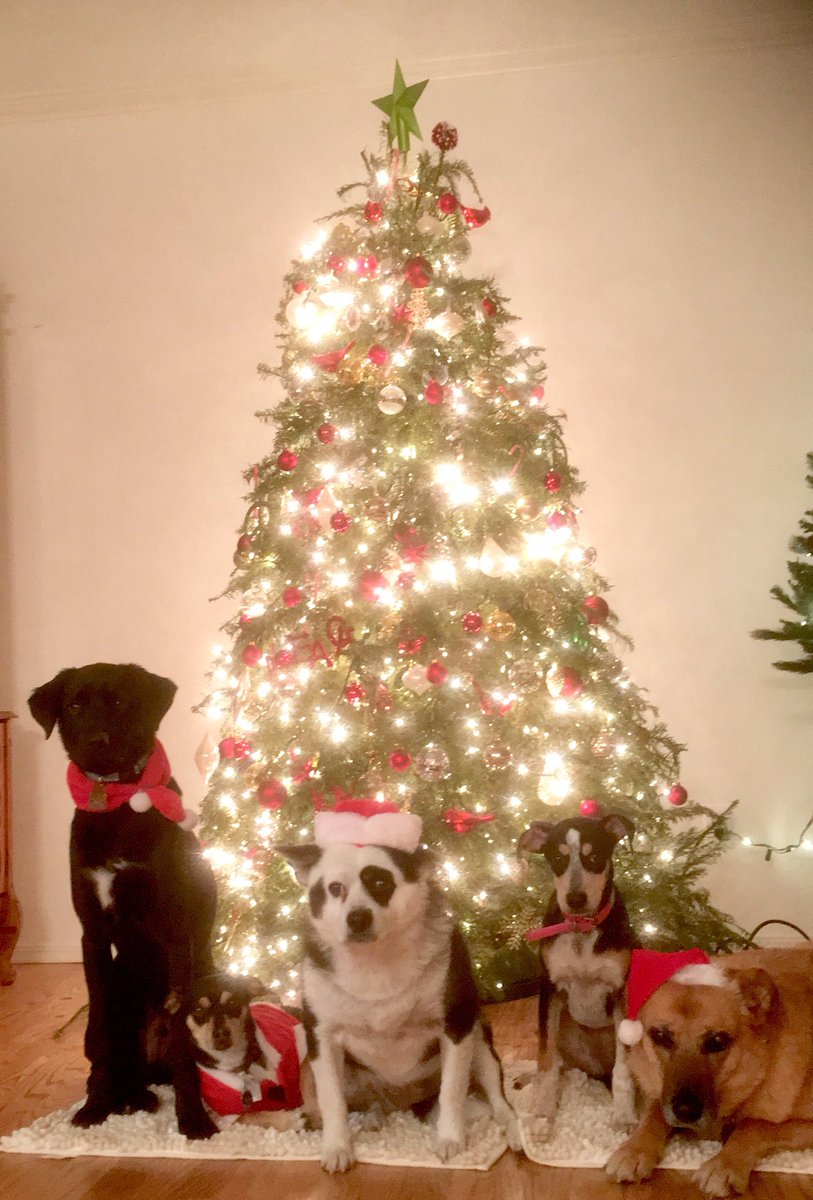 Pet_IQ's tweet photo. All the #pups including my cute little #fosterdog https://t.co/QeDfjebxv4