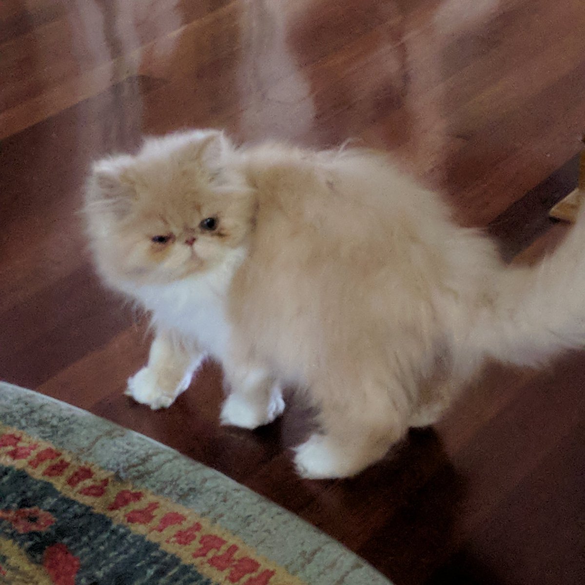 thepetladyltd's tweet photo. #FluffNugget Ketzl https://t.co/wKwFrtvEQE