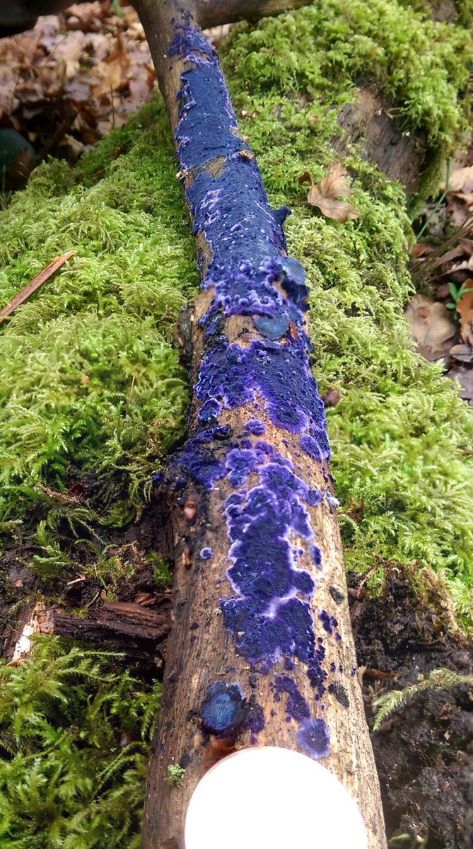 Ms Fungi tweet media