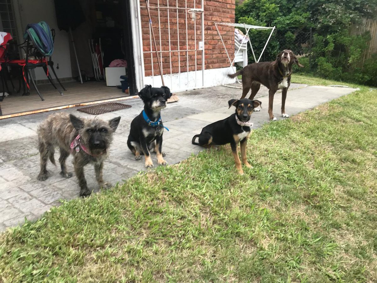 albertoNSosa's tweet photo. De izquierda a derecha están  Nala, Morgan (le falta un ojo y lo rescaté en 2013), luego sigue Pipina que la rescaté hace 4 dias ambos últimos rescatados en la ruta en el medio de la nada) y al final LA LEGENDARIA LUNA!!!.
LOS CUATRO LES DESEAN UN MUY FELIZ AÑO !!!! https://t.co/jzsVjXz1Ob