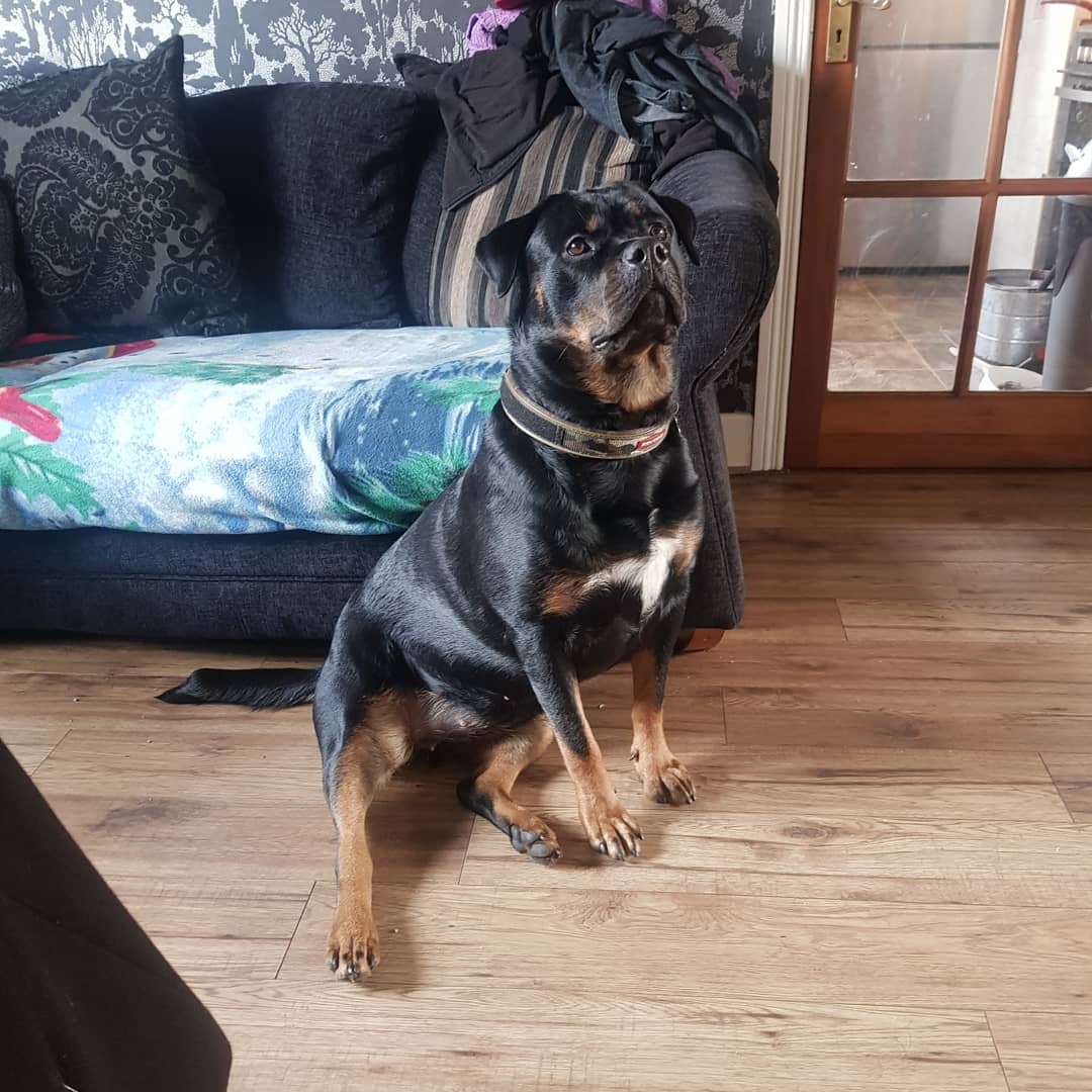 DKS_RAB's tweet image. #lifewithadog #rottie #rottiepup #rottweiler #pup