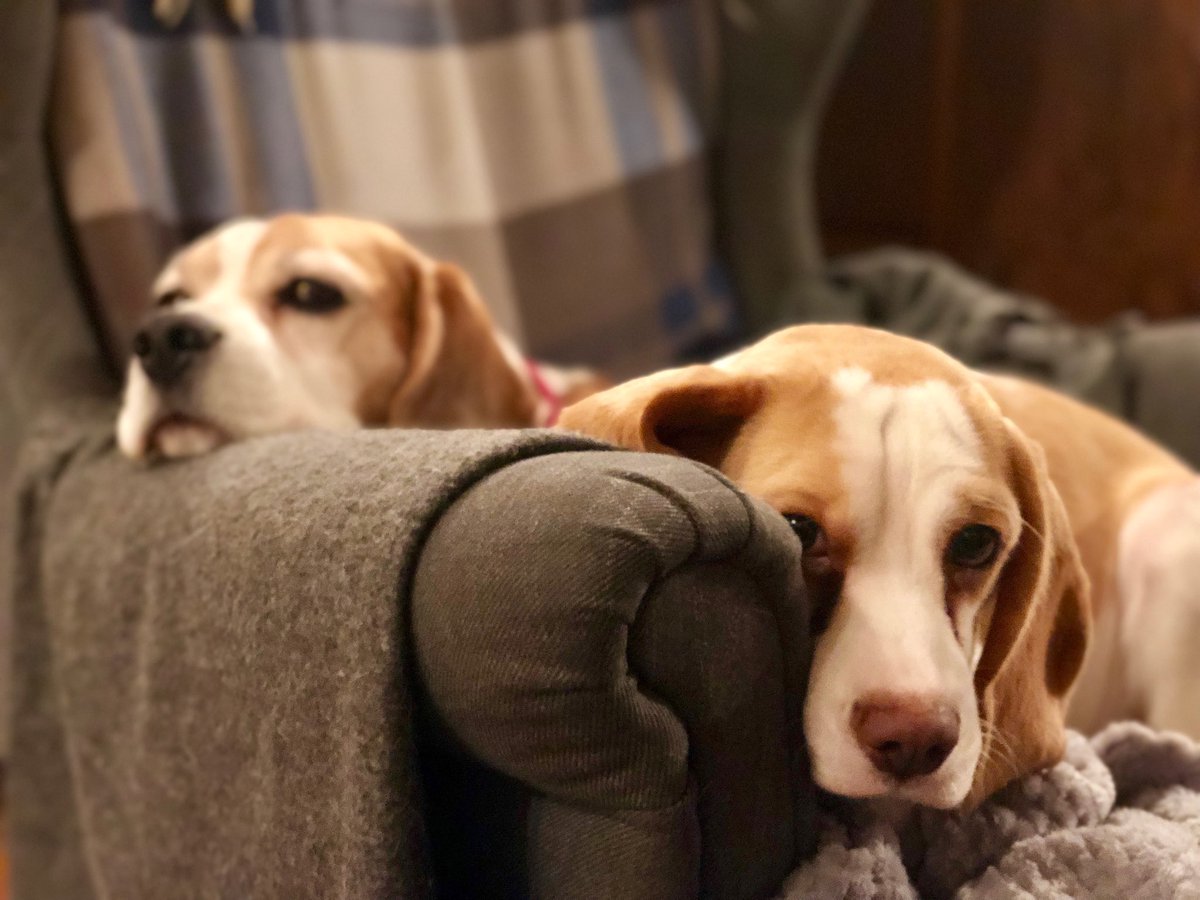 Sharing the armchair with Tuppence... #rare #iwasherefirst