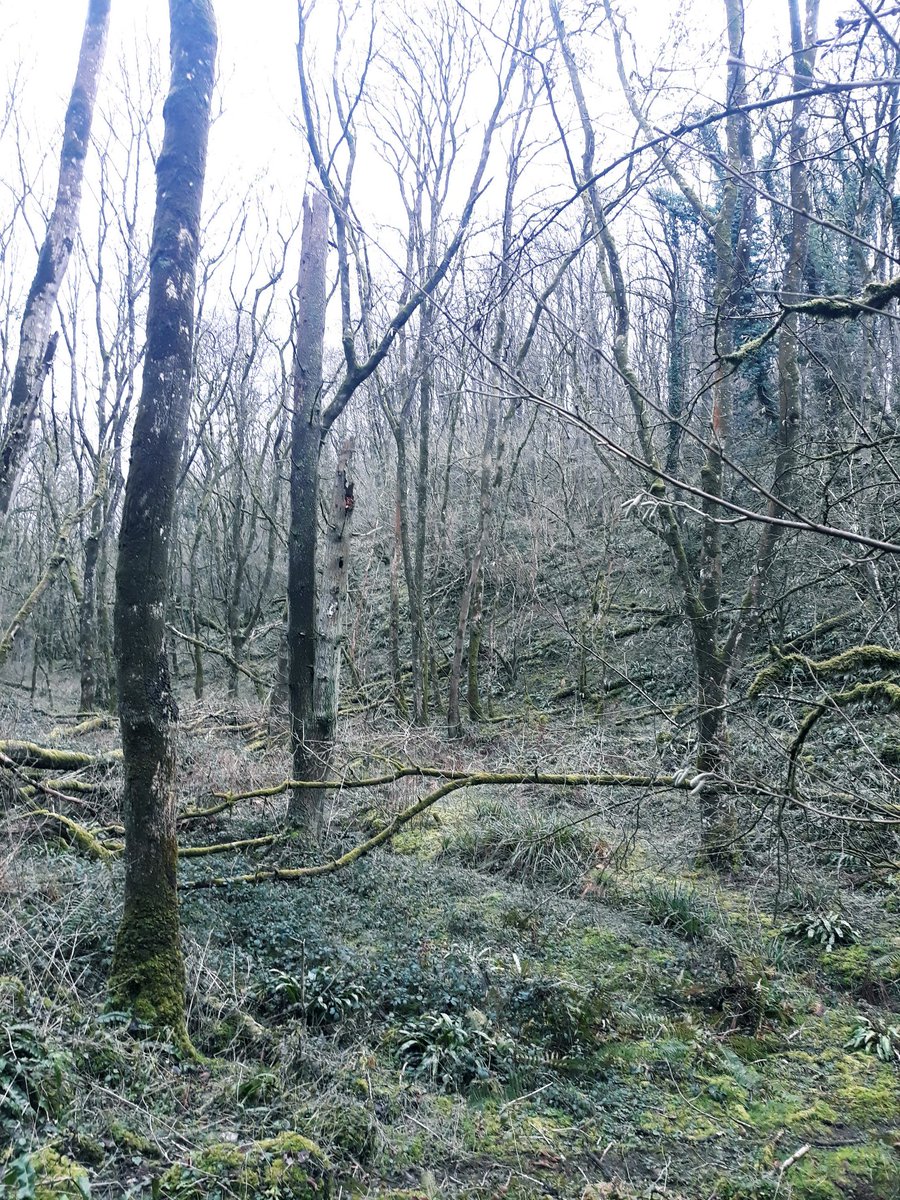 Spent NY in the wilderness back to SE18 tomorrow. Happy New year one and all. Looking forward to all that 2019 brings us 😊