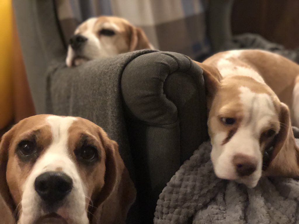 <a href="/BarnabyBeagle/">Barnaby</a> #photobomb