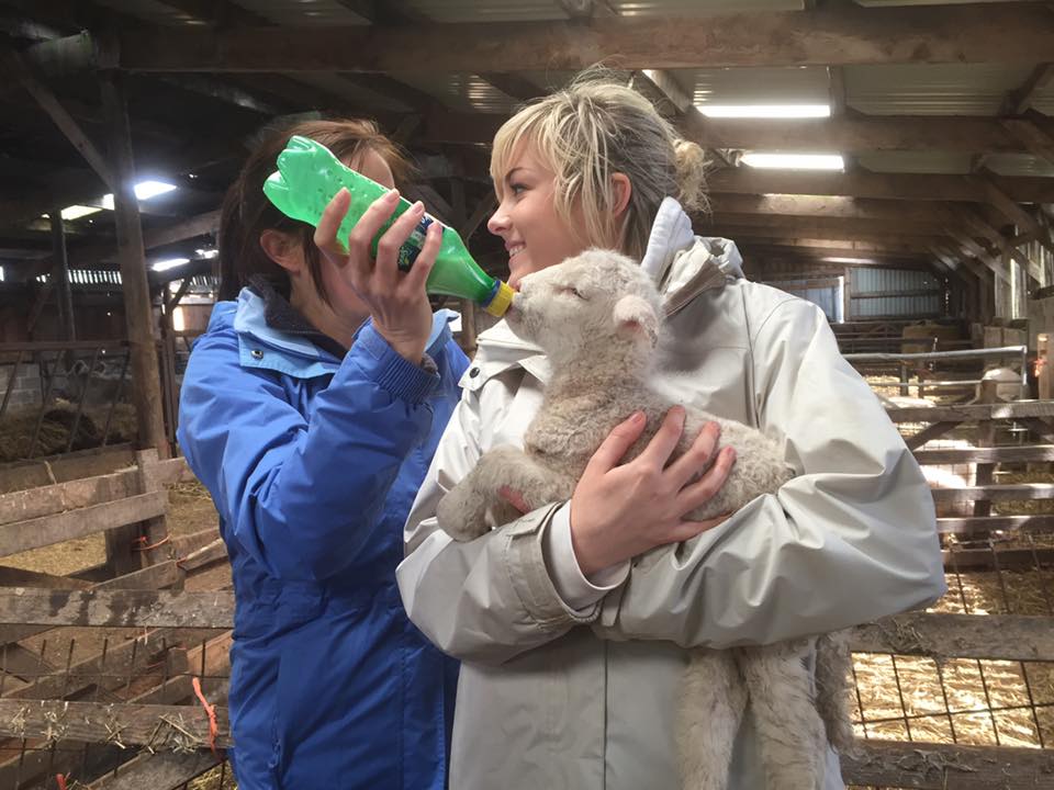 Jacob Sheep Trekking tweet media