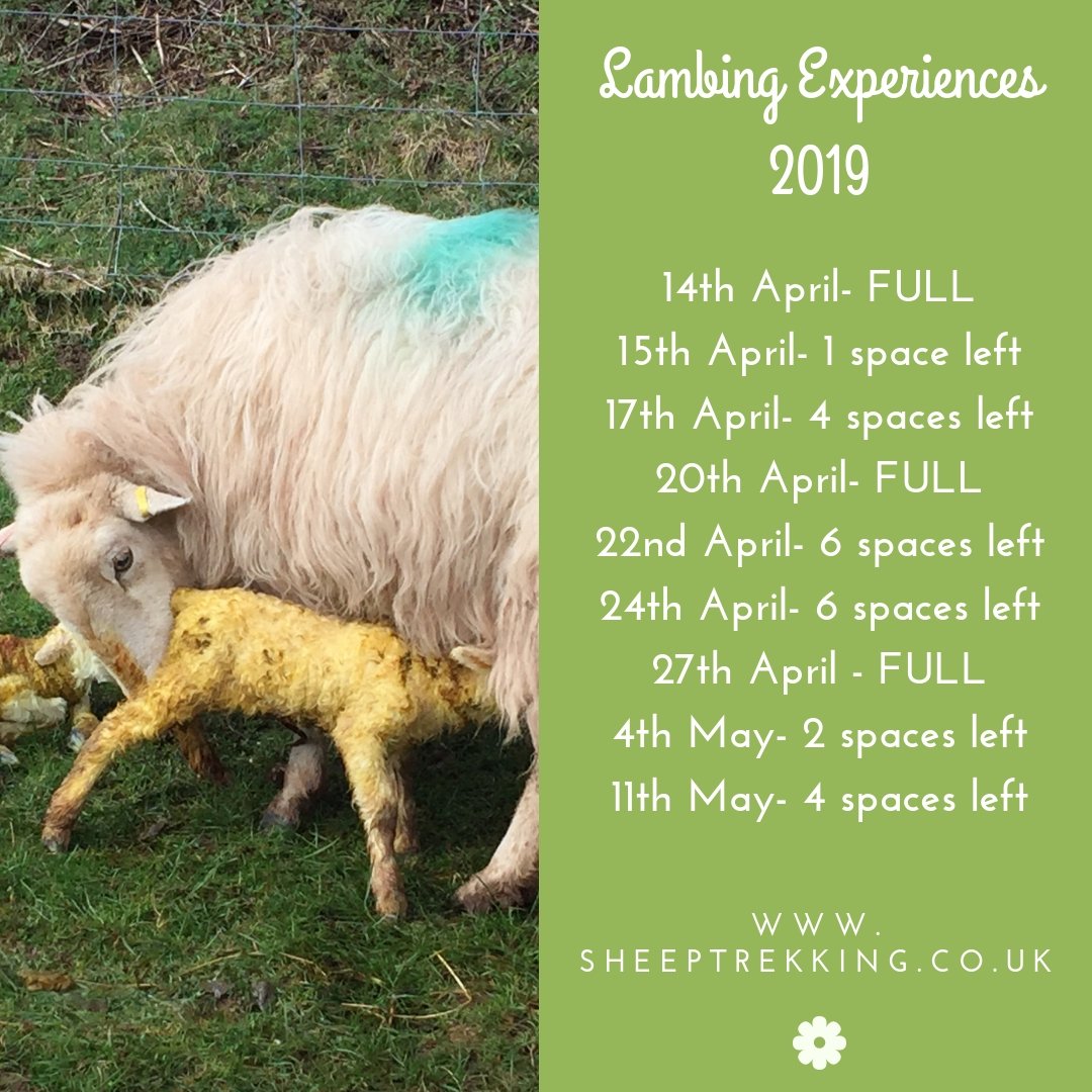 Jacob Sheep Trekking tweet media