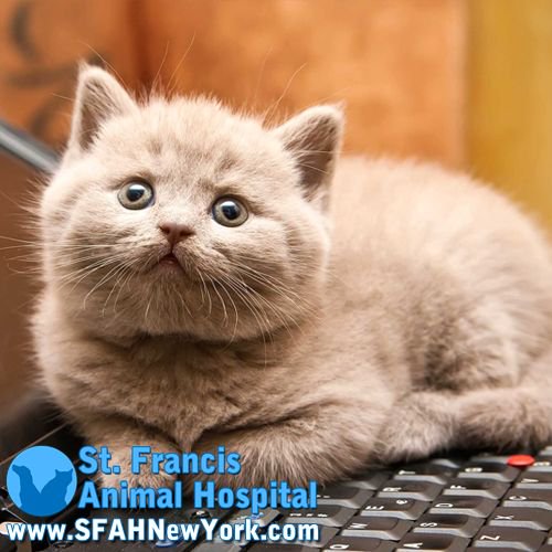 SFAHNewYork's tweet photo. "I play computer meow!"

Set up an appointment with our Veterinarians today! https://t.co/QOIbgtmZGI https://t.co/a2boGJN7wP