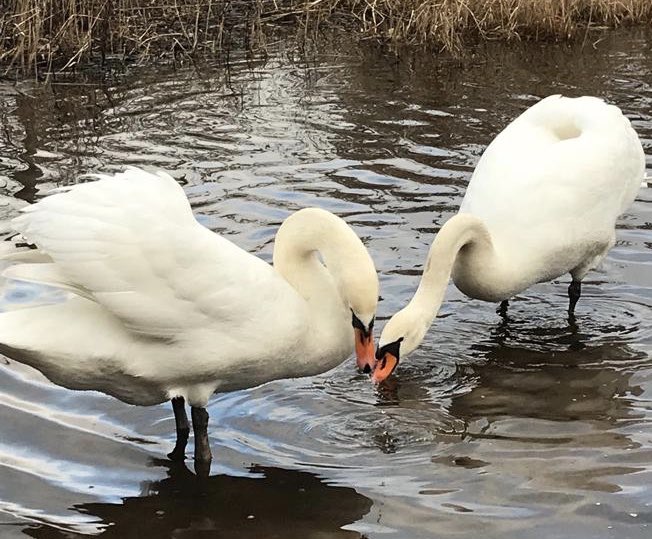 annvlloyd's tweet photo. A very good way to start 2019 - discovering Frensham LittlePond &amp; the surrounding area #NationalTrust #SurreyHills #Surrey #bestwalks https://t.co/md6J3tcPOR