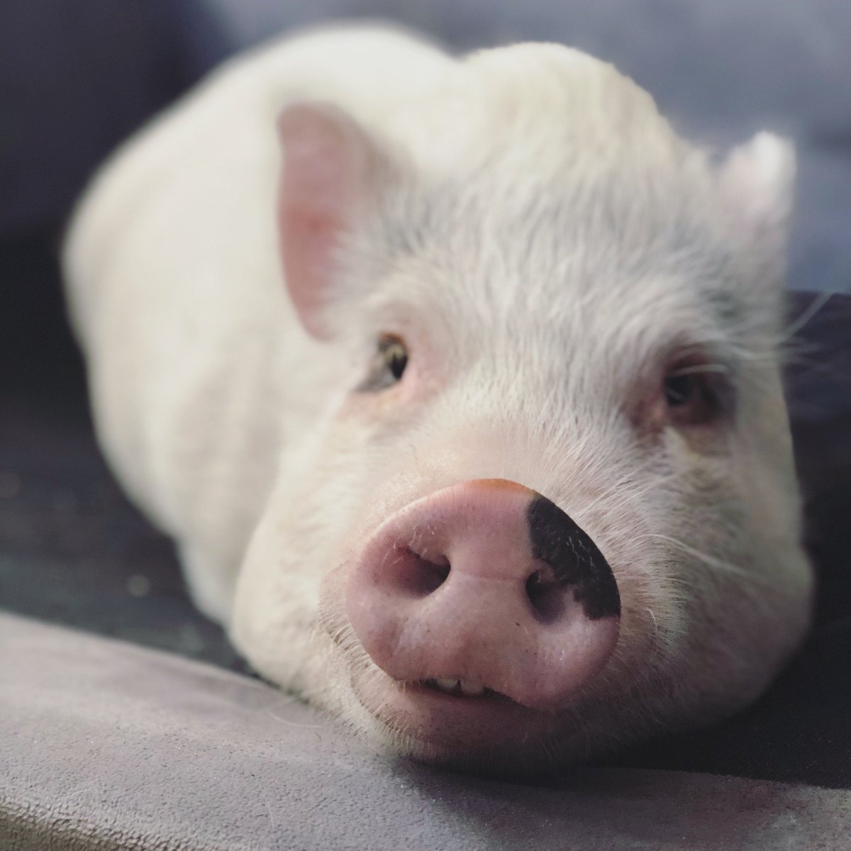 The clock struck 🕛 last night and Thundy had no one to smooch. He’s spent all of 2019 sulking 🐷🐷⚡️ #didishavemylegsforthis #ibrushedmyteeth #newyearskiss #maybenextyear #thunderbite