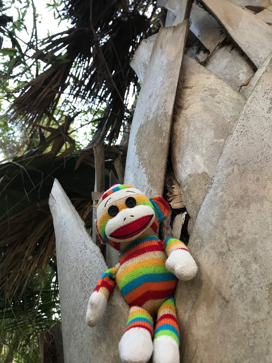 marcelmonkeys tweet picture