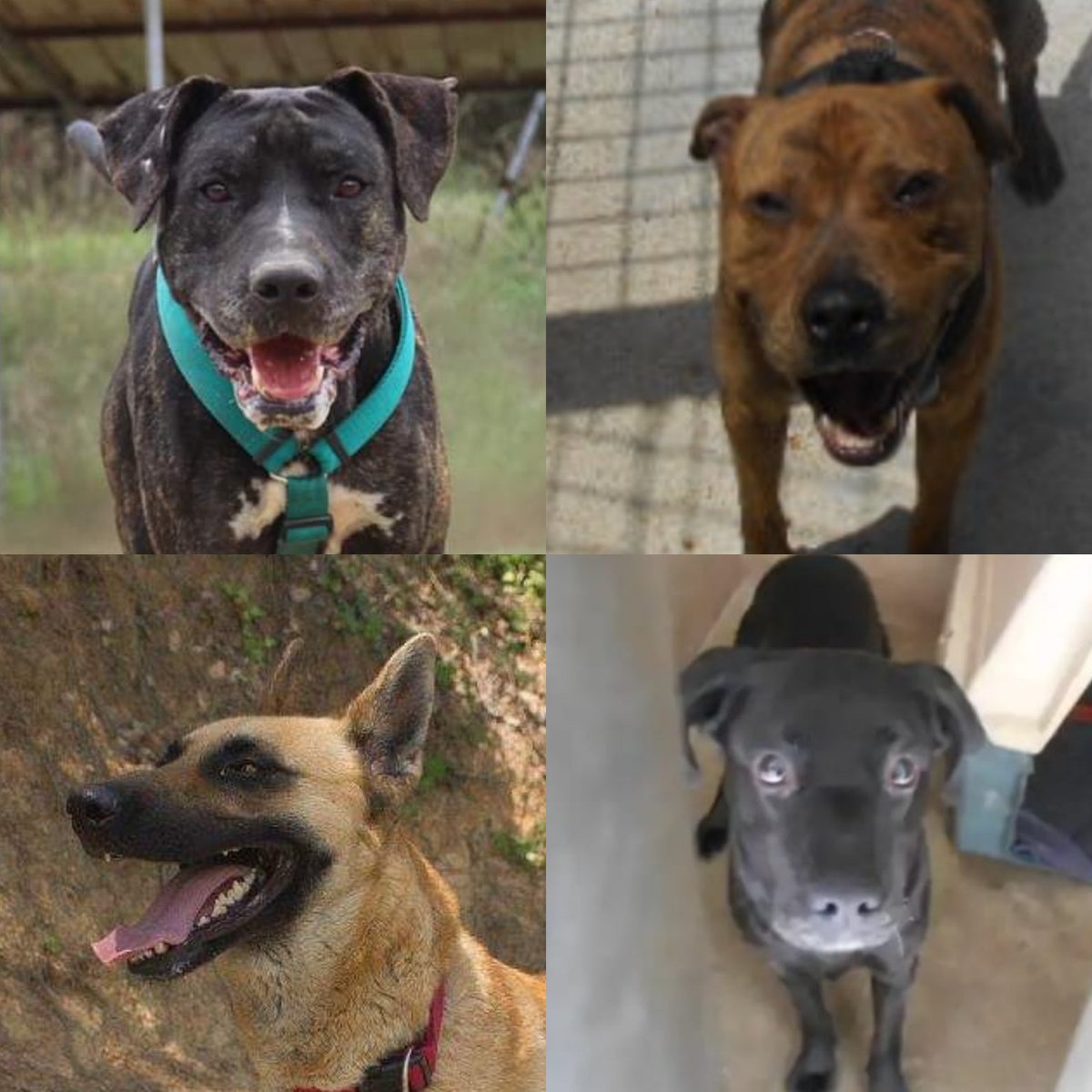 por_sense's tweet photo. Confirmado.Tysson y Violin fueron los primeros, pero no los últimos. El @bcn_ajuntament volverá a sacrificar perros para compensar su ineficaz gestión.
Tigreton, Miki, Julieta y Byron són los siguientes.
Paren esto ya.
@AdaColau @janetsanz @fximeno https://t.co/mgkTYoaVYz